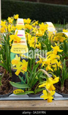 Tete a Tete-Zwergnarzissen zum Verkauf in Sechserpackungen in einem Gartencenter. Stockfoto