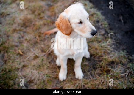Goldener Retriever-Welpe auf einem Feld. Junger Hund im Freien. Stockfoto
