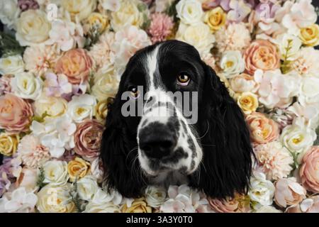 Englisch Springer Spaniel Stockfoto