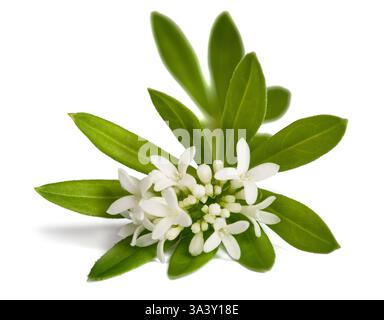 Süße Waldmeister Blumen isoliert auf weißem Hintergrund Stockfoto