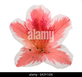 Azaleen Blume isoliert auf weißem Hintergrund Stockfoto