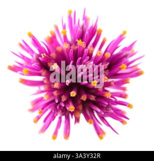 Globus Amaranth Blumen isoliert auf weißem Hintergrund Stockfoto
