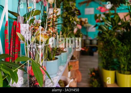 Wunderschöne Orchideen und verschiedene Zimmerpflanzen schaffen eine farbenfrohe Präsentation in einem Blumenladen und bieten Kunden eine Vielzahl von Möglichkeiten Stockfoto