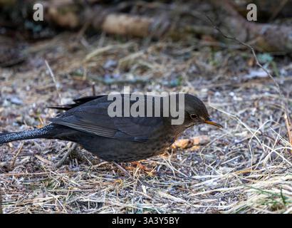 Weibliche Amsel, die sich am Boden ernährt Stockfoto