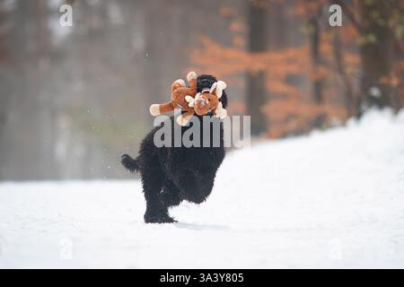 Labradoodle Stockfoto