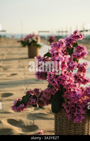 Pinkfarbene Bougainvillea-Blüten, die in einem Korb auf einem Sandstrand angeordnet sind. Die lebhaften Blüten schaffen eine malerische und ruhige Küstenlandschaft Stockfoto