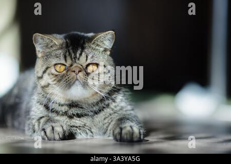 Eine mürrisch aussehende Tabbykatze mit goldenen Augen breitet sich auf dem Boden aus und sonnt sich im warmen Sonnenlicht mit einem entspannten, aber ernsten Ausdruck. Stockfoto