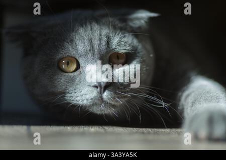 Die neugierige graue Katze mit goldenen Augen kriecht aus den Schatten und streckt mit ihrer Pfote in dramatischem Licht nach vorne. Stockfoto