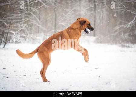 Rhodesian-Ridgeback-Mongrel im Schnee Stockfoto