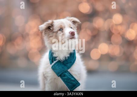 Border Collie Stockfoto