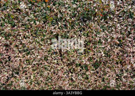 Nahaufnahme einer dichten, üppigen Blattstruktur mit unterschiedlichen Grüntönen und rötlich-braunen Anklängen, die ein natürliches Muster bilden. Ideal für Hintergründe Stockfoto