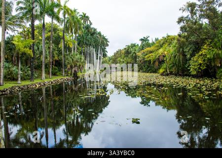 Erkunden Sie die tropischen botanischen Gärten im Bonnet House Museum and Gardens in ft Lauderdale Stockfoto
