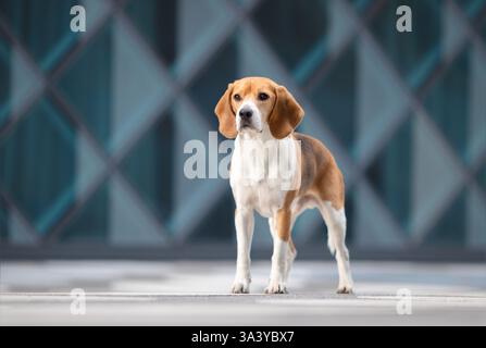 Beagle in der Stadt Stockfoto