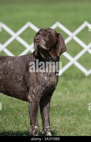 Deutscher Kurzhaarzeiger nimmt an einer Rallye-Veranstaltung Teil Stockfoto