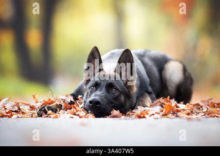 Deutscher Schäferhund Stockfoto