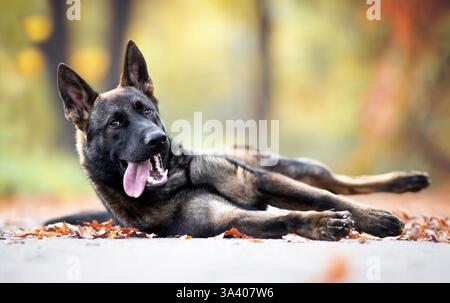 Deutscher Schäferhund Stockfoto