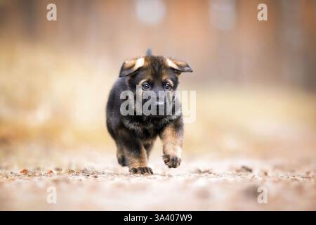 DDR Deutscher Schäferhund Stockfoto