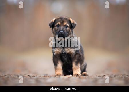 DDR Deutscher Schäferhund Stockfoto