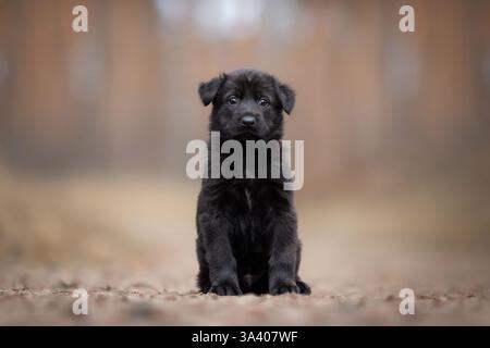 DDR Deutscher Schäferhund Stockfoto