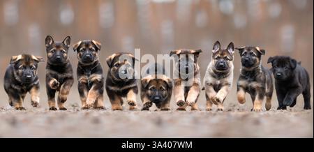 DDR Deutscher Schäferhund Stockfoto