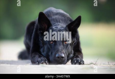 Deutscher Schäferhund Stockfoto