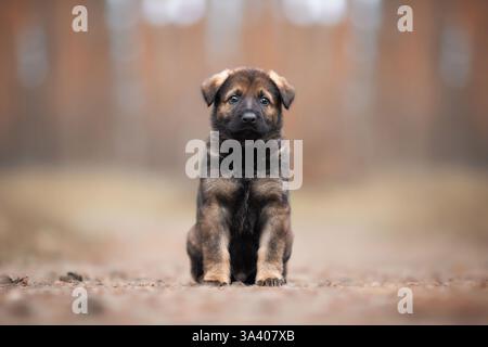 DDR Deutscher Schäferhund Stockfoto