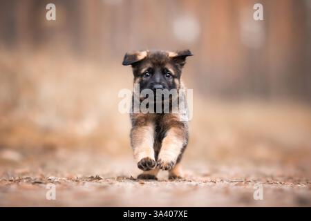 DDR Deutscher Schäferhund Stockfoto