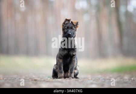 DDR Deutscher Schäferhund Stockfoto
