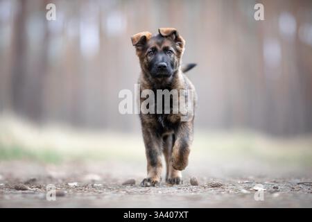 DDR Deutscher Schäferhund Stockfoto