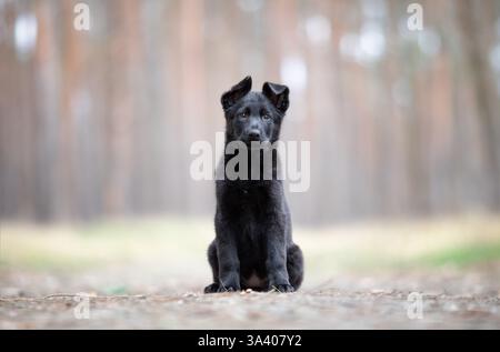 DDR Deutscher Schäferhund Stockfoto
