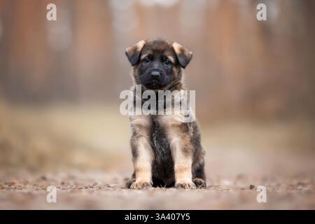 DDR Deutscher Schäferhund Stockfoto
