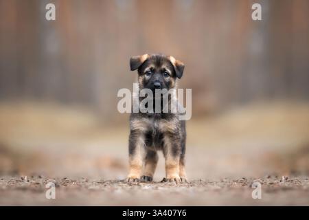 DDR Deutscher Schäferhund Stockfoto