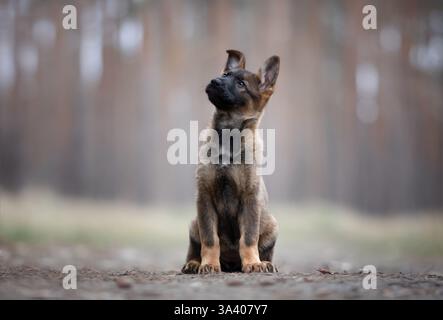 DDR Deutscher Schäferhund Stockfoto