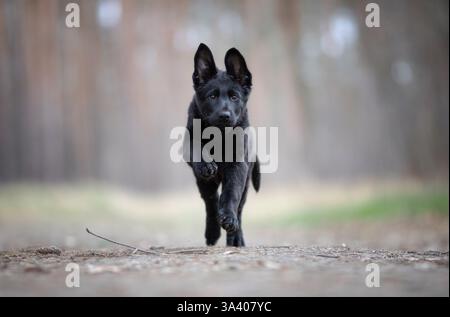 DDR Deutscher Schäferhund Stockfoto