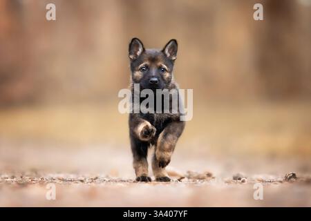 DDR Deutscher Schäferhund Stockfoto