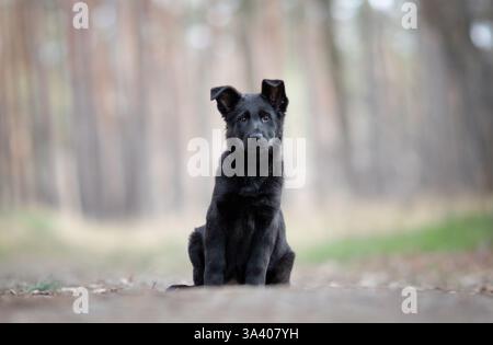 DDR Deutscher Schäferhund Stockfoto