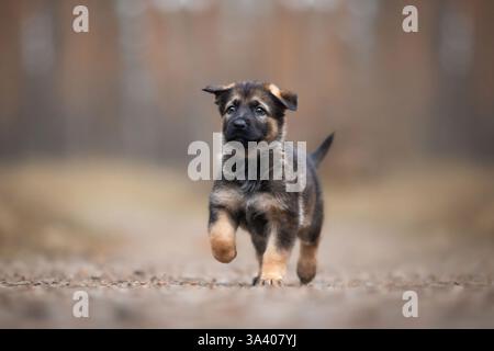 DDR Deutscher Schäferhund Stockfoto