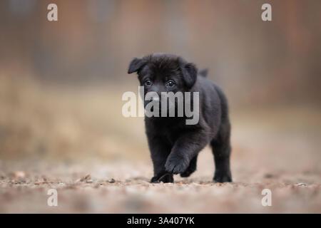 DDR Deutscher Schäferhund Stockfoto