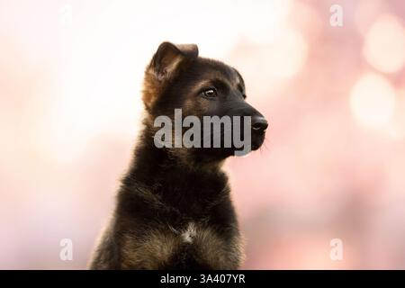 DDR Deutscher Schäferhund Stockfoto