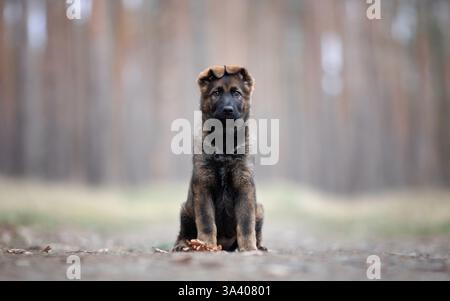 DDR Deutscher Schäferhund Stockfoto