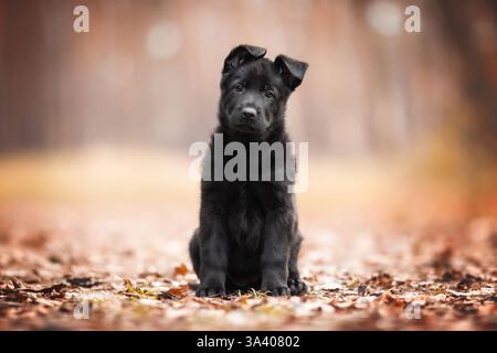 DDR Deutscher Schäferhund Stockfoto