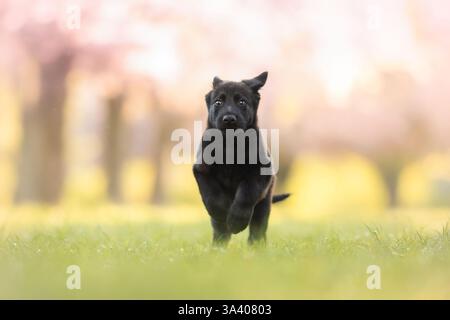 DDR Deutscher Schäferhund Stockfoto