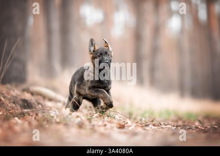 DDR Deutscher Schäferhund Stockfoto