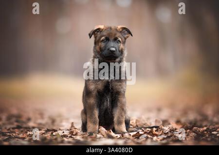 DDR Deutscher Schäferhund Stockfoto