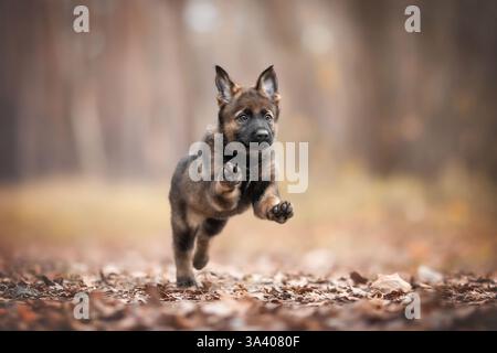 DDR Deutscher Schäferhund Stockfoto