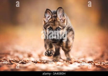 DDR Deutscher Schäferhund Stockfoto