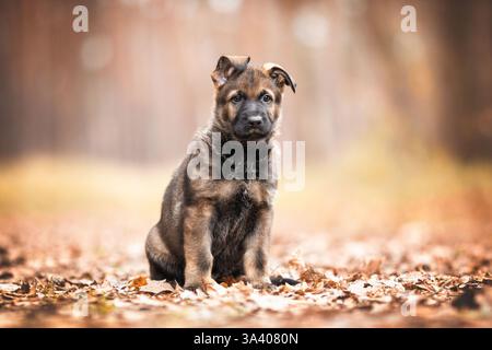 DDR Deutscher Schäferhund Stockfoto