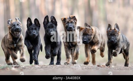 DDR Deutscher Schäferhund Stockfoto