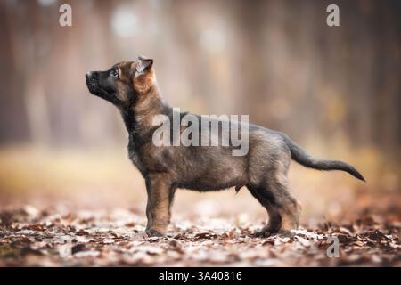 DDR Deutscher Schäferhund Stockfoto