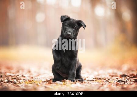 DDR Deutscher Schäferhund Stockfoto
